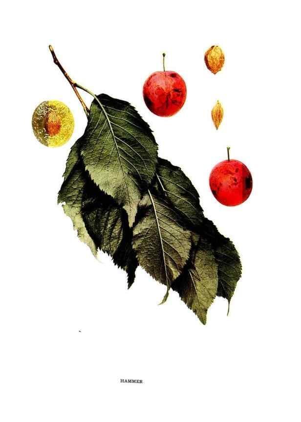 Reproducción/Reproduction 29487613734: The plums of New York .... Albany,J.B. Lyon Company, state printers,1911.