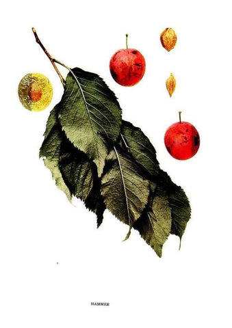 Reproducción/Reproduction 29487613734: The plums of New York .... Albany,J.B. Lyon Company, state printers,1911.
