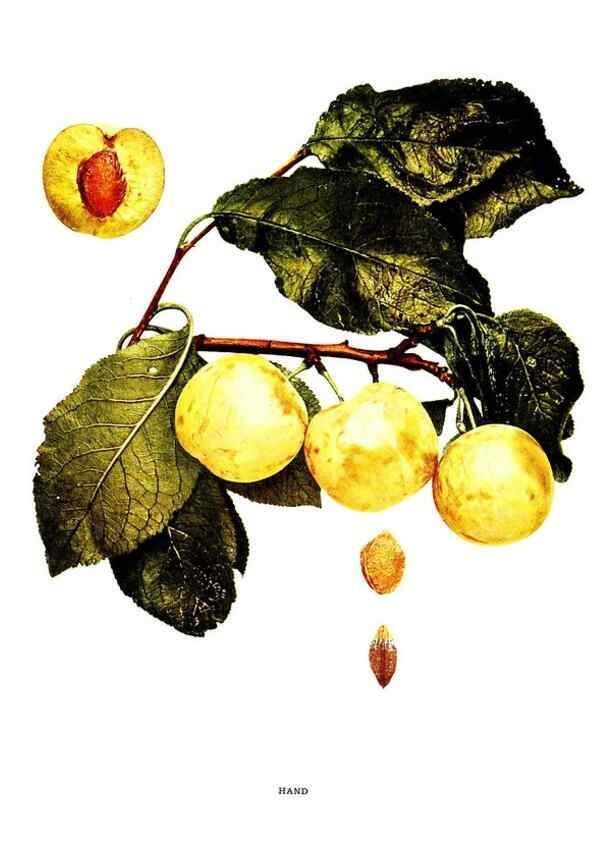 Reproducción/Reproduction 30081014296: The plums of New York .... Albany,J.B. Lyon Company, state printers,1911.
