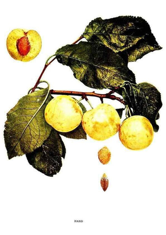 Reproducción/Reproduction 30081014296: The plums of New York .... Albany,J.B. Lyon Company, state printers,1911.
