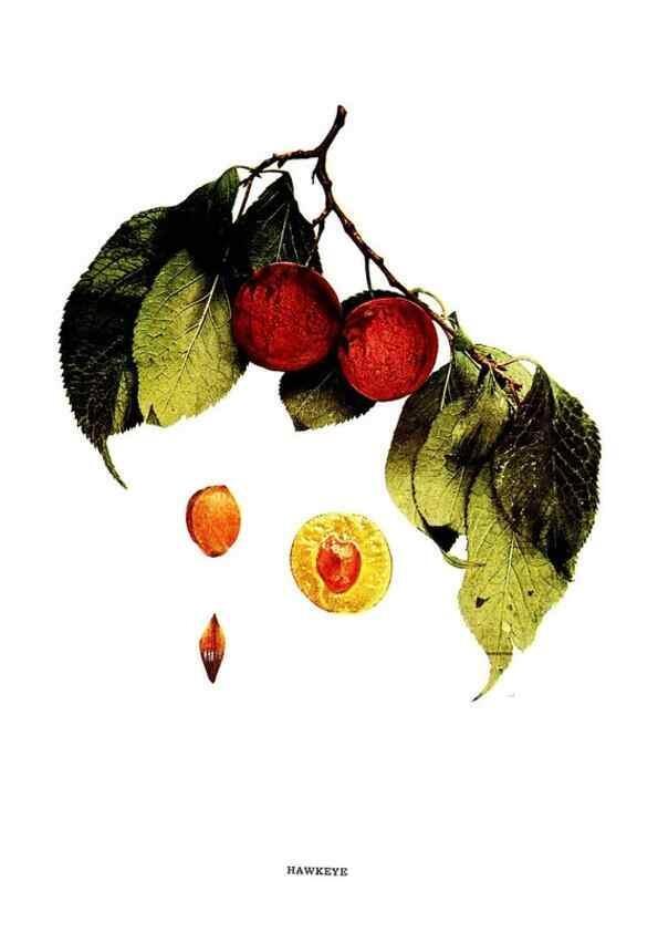 Reproducción/Reproduction 30081015996: The plums of New York .... Albany,J.B. Lyon Company, state printers,1911.