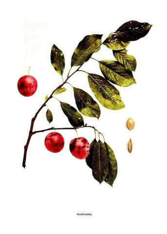 Reproducción/Reproduction 30001510912: The plums of New York .... Albany,J.B. Lyon Company, state printers,1911.