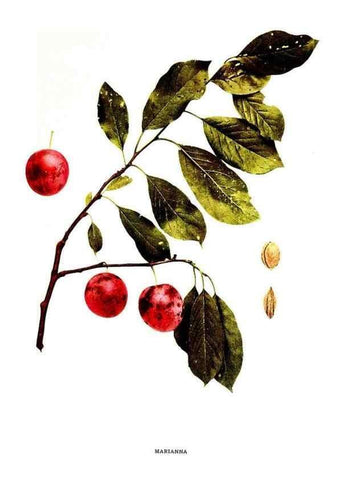 Reproducción/Reproduction 30001510912: The plums of New York .... Albany,J.B. Lyon Company, state printers,1911.