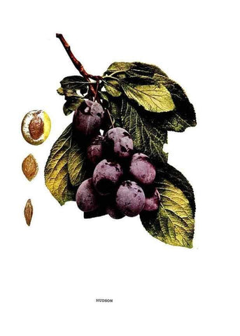 Reproducción/Reproduction 30115778785: The plums of New York .... Albany,J.B. Lyon Company, state printers,1911.