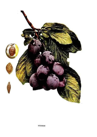 Reproducción/Reproduction 30115778785: The plums of New York .... Albany,J.B. Lyon Company, state printers,1911.