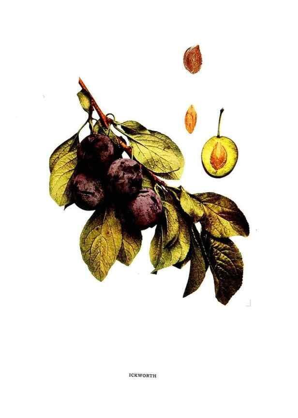 Reproducción/Reproduction 30115785215: The plums of New York .... Albany,J.B. Lyon Company, state printers,1911.