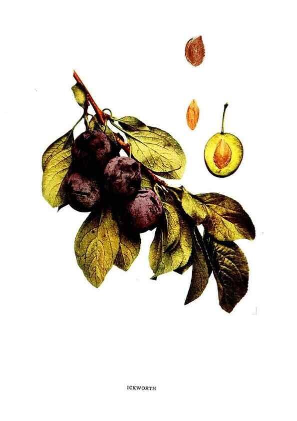 Reproducción/Reproduction 30115785215: The plums of New York .... Albany,J.B. Lyon Company, state printers,1911.