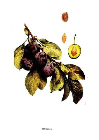 Reproducción/Reproduction 30115785215: The plums of New York .... Albany,J.B. Lyon Company, state printers,1911.