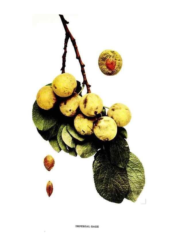Reproducción/Reproduction 29487626234: The plums of New York .... Albany,J.B. Lyon Company, state printers,1911.