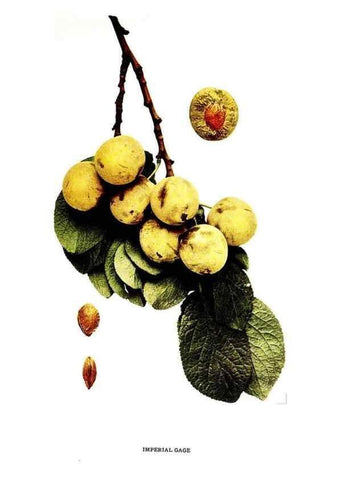 Reproducción/Reproduction 29487626234: The plums of New York .... Albany,J.B. Lyon Company, state printers,1911.