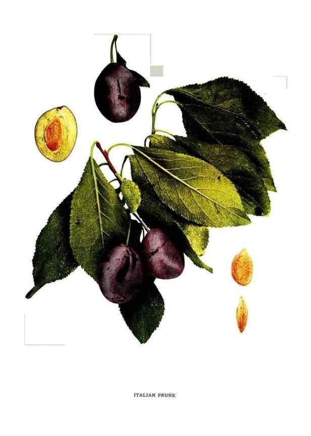 Reproducción/Reproduction 29487628224: The plums of New York .... Albany,J.B. Lyon Company, state printers,1911.