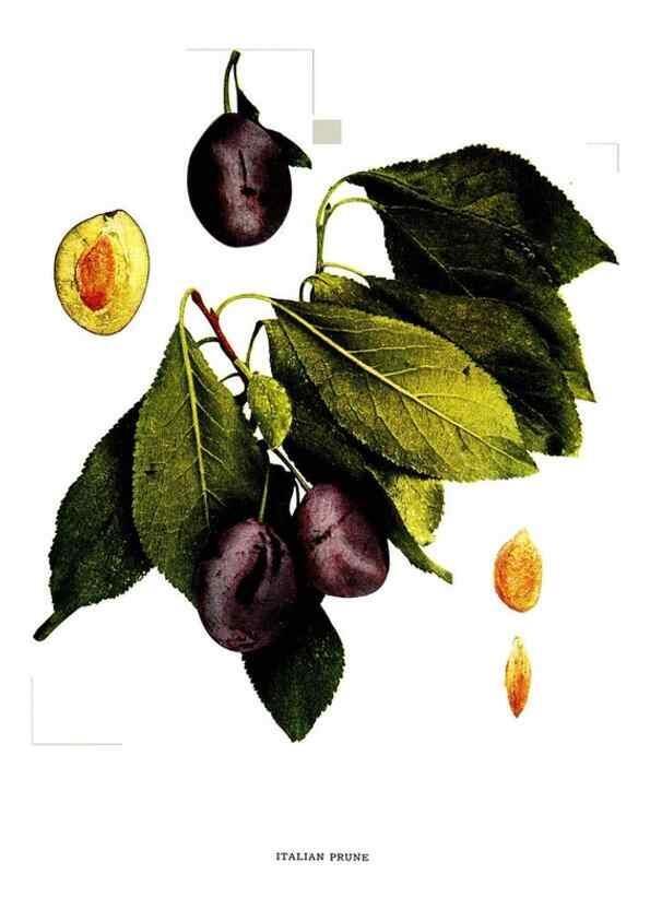 Reproducción/Reproduction 29487628224: The plums of New York .... Albany,J.B. Lyon Company, state printers,1911.