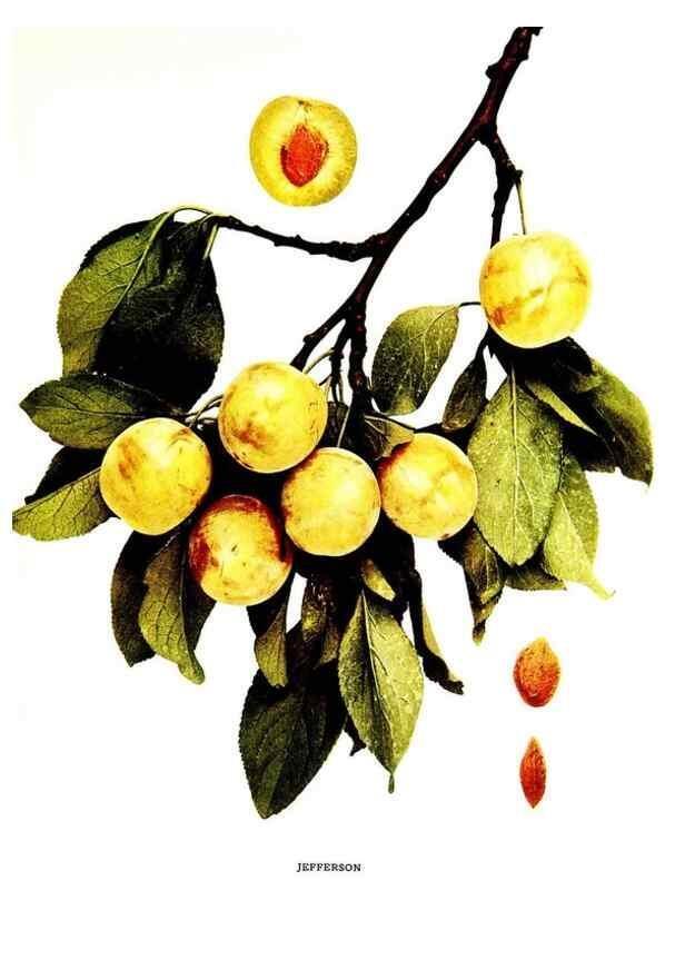 Reproducción/Reproduction 29487630714: The plums of New York .... Albany,J.B. Lyon Company, state printers,1911.