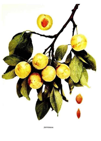 Reproducción/Reproduction 29487630714: The plums of New York .... Albany,J.B. Lyon Company, state printers,1911.