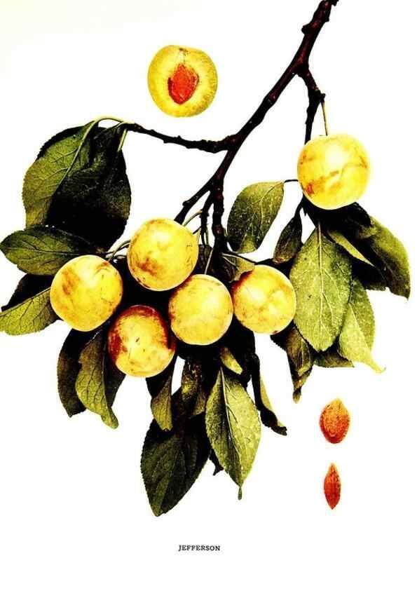 Reproducción/Reproduction 29487630714: The plums of New York .... Albany,J.B. Lyon Company, state printers,1911.