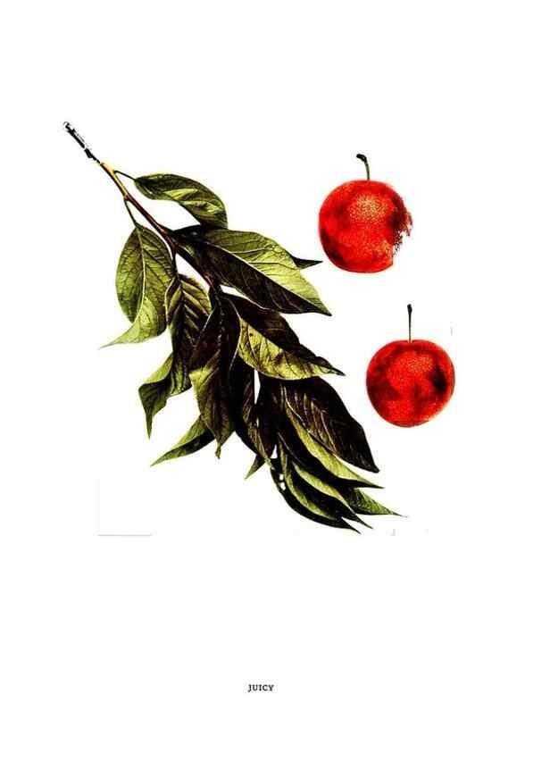 Reproducción/Reproduction 29487632974: The plums of New York .... Albany,J.B. Lyon Company, state printers,1911.
