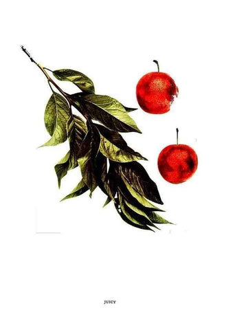 Reproducción/Reproduction 29487632974: The plums of New York .... Albany,J.B. Lyon Company, state printers,1911.