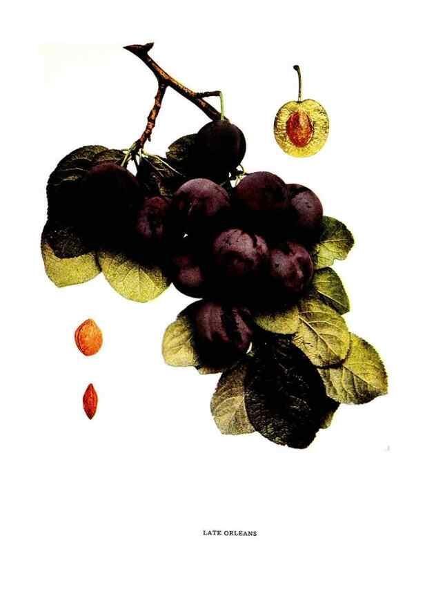 Reproducción/Reproduction 29487635434: The plums of New York .... Albany,J.B. Lyon Company, state printers,1911.