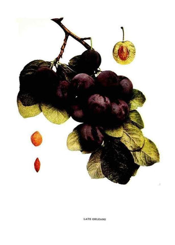 Reproducción/Reproduction 29487635434: The plums of New York .... Albany,J.B. Lyon Company, state printers,1911.