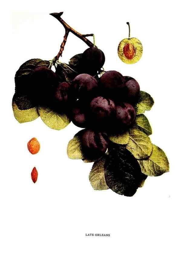 Reproducción/Reproduction 29487635434: The plums of New York .... Albany,J.B. Lyon Company, state printers,1911.