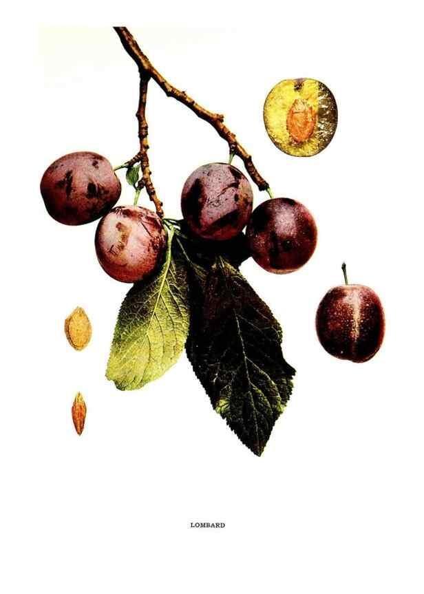 Reproducción/Reproduction 29487638694: The plums of New York .... Albany,J.B. Lyon Company, state printers,1911.