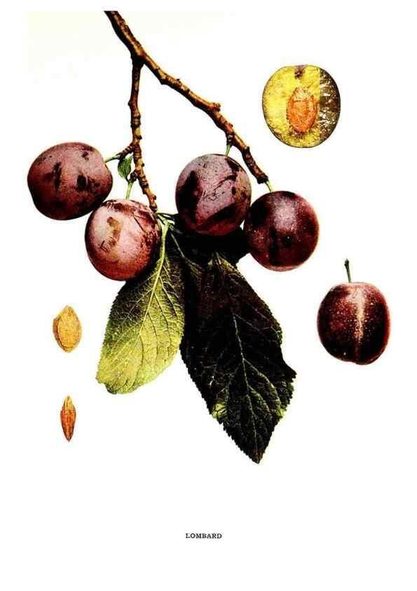 Reproducción/Reproduction 29487638694: The plums of New York .... Albany,J.B. Lyon Company, state printers,1911.