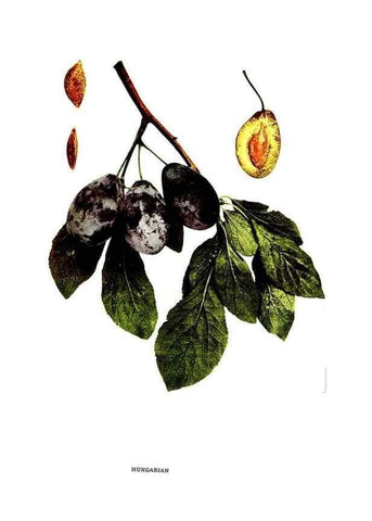 Reproducción/Reproduction 30115782115: The plums of New York .... Albany,J.B. Lyon Company, state printers,1911.