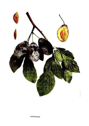 Reproducción/Reproduction 30115782115: The plums of New York .... Albany,J.B. Lyon Company, state printers,1911.