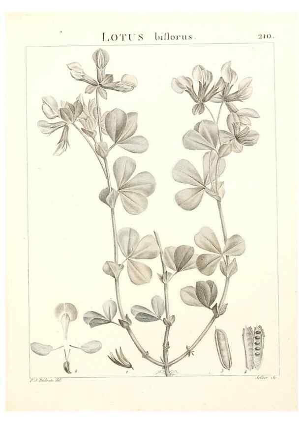 Reproducción/Reproduction 9298216623: Flora Atlantica, sive, Historia plantarum quae in Atlante, agro Tunetano et Algeriensi crescunt /. Parisiis :Apud Blanchon,1800.