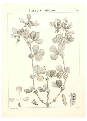 Reproducción/Reproduction 9298216623: Flora Atlantica, sive, Historia plantarum quae in Atlante, agro Tunetano et Algeriensi crescunt /. Parisiis :Apud Blanchon,1800.