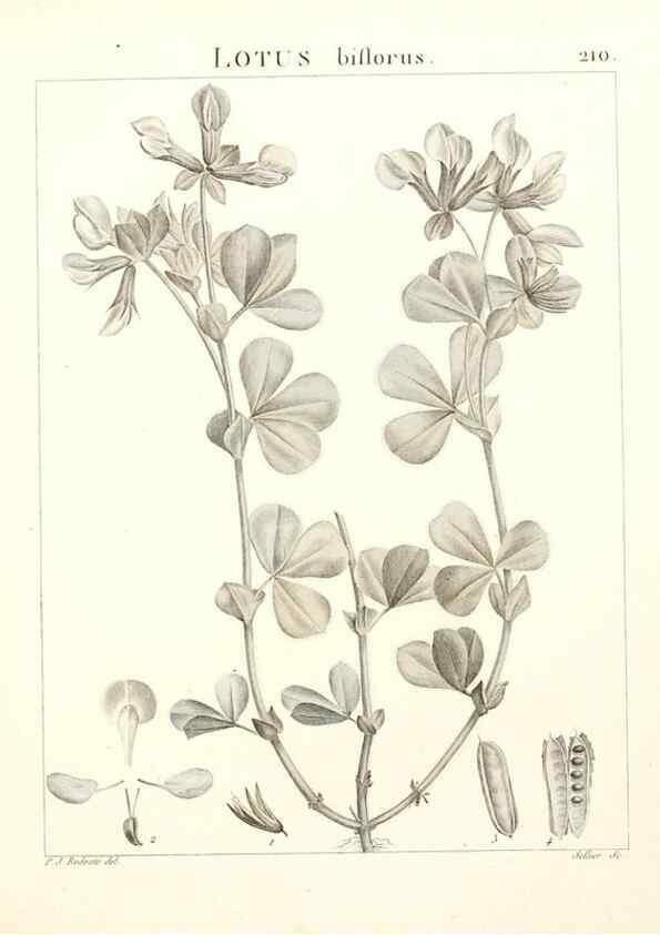 Reproducción/Reproduction 9298216623: Flora Atlantica, sive, Historia plantarum quae in Atlante, agro Tunetano et Algeriensi crescunt /. Parisiis :Apud Blanchon,1800.