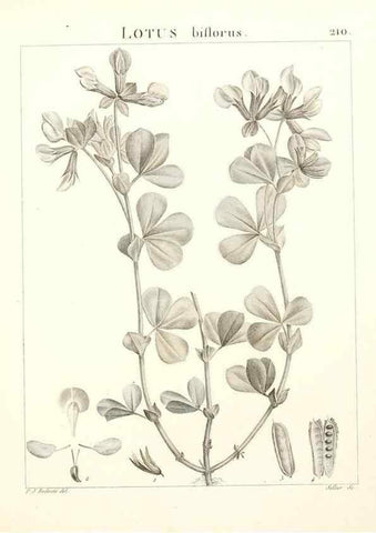 Reproducción/Reproduction 9298216623: Flora Atlantica, sive, Historia plantarum quae in Atlante, agro Tunetano et Algeriensi crescunt /. Parisiis :Apud Blanchon,1800.