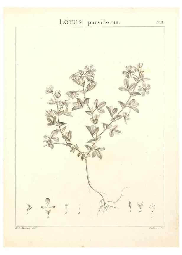 Reproducción/Reproduction 9300999652: Flora Atlantica, sive, Historia plantarum quae in Atlante, agro Tunetano et Algeriensi crescunt /. Parisiis :Apud Blanchon,1800.