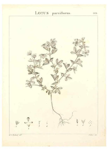 Reproducción/Reproduction 9300999652: Flora Atlantica, sive, Historia plantarum quae in Atlante, agro Tunetano et Algeriensi crescunt /. Parisiis :Apud Blanchon,1800.