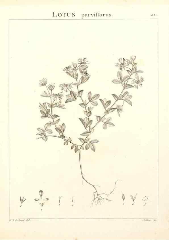 Reproducción/Reproduction 9300999652: Flora Atlantica, sive, Historia plantarum quae in Atlante, agro Tunetano et Algeriensi crescunt /. Parisiis :Apud Blanchon,1800.