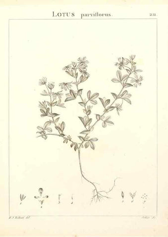 Reproducción/Reproduction 9300999652: Flora Atlantica, sive, Historia plantarum quae in Atlante, agro Tunetano et Algeriensi crescunt /. Parisiis :Apud Blanchon,1800.