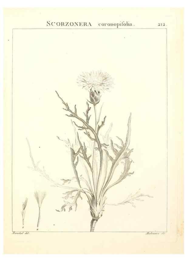 Reproducción/Reproduction 9298217941: Flora Atlantica, sive, Historia plantarum quae in Atlante, agro Tunetano et Algeriensi crescunt /. Parisiis :Apud Blanchon,1800.