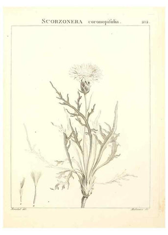 Reproducción/Reproduction 9298217941: Flora Atlantica, sive, Historia plantarum quae in Atlante, agro Tunetano et Algeriensi crescunt /. Parisiis :Apud Blanchon,1800.
