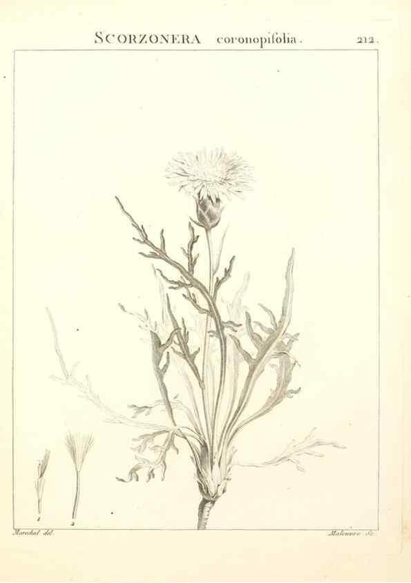 Reproducción/Reproduction 9298217941: Flora Atlantica, sive, Historia plantarum quae in Atlante, agro Tunetano et Algeriensi crescunt /. Parisiis :Apud Blanchon,1800.
