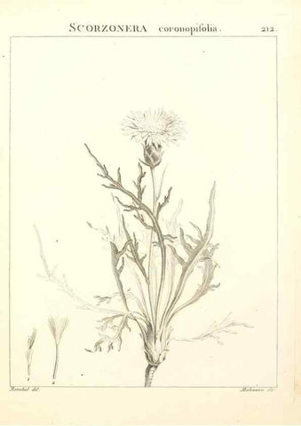 Reproducción/Reproduction 9298217941: Flora Atlantica, sive, Historia plantarum quae in Atlante, agro Tunetano et Algeriensi crescunt /. Parisiis :Apud Blanchon,1800.