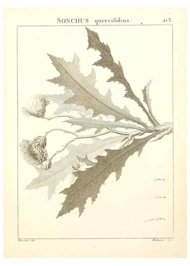 Reproducción/Reproduction 9298218719: Flora Atlantica, sive, Historia plantarum quae in Atlante, agro Tunetano et Algeriensi crescunt /. Parisiis :Apud Blanchon,1800.
