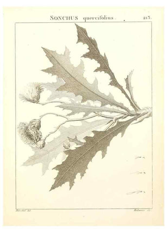 Reproducción/Reproduction 9298218719: Flora Atlantica, sive, Historia plantarum quae in Atlante, agro Tunetano et Algeriensi crescunt /. Parisiis :Apud Blanchon,1800.