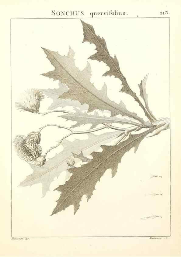 Reproducción/Reproduction 9298218719: Flora Atlantica, sive, Historia plantarum quae in Atlante, agro Tunetano et Algeriensi crescunt /. Parisiis :Apud Blanchon,1800.