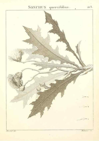 Reproducción/Reproduction 9298218719: Flora Atlantica, sive, Historia plantarum quae in Atlante, agro Tunetano et Algeriensi crescunt /. Parisiis :Apud Blanchon,1800.
