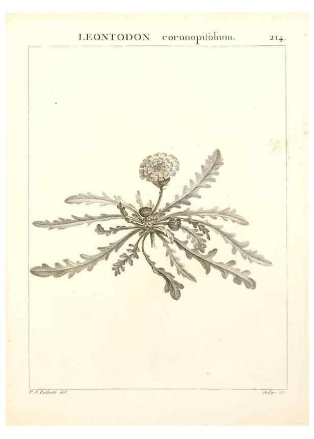 Reproducción/Reproduction 9298219625: Flora Atlantica, sive, Historia plantarum quae in Atlante, agro Tunetano et Algeriensi crescunt /. Parisiis :Apud Blanchon,1800.