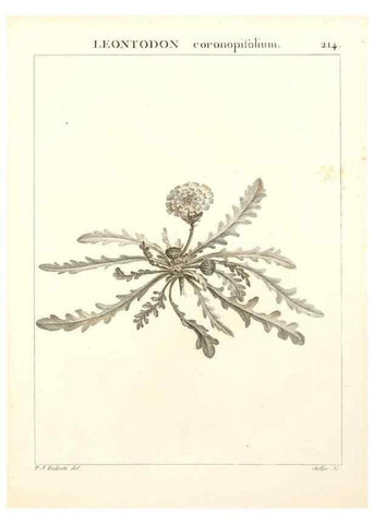 Reproducción/Reproduction 9298219625: Flora Atlantica, sive, Historia plantarum quae in Atlante, agro Tunetano et Algeriensi crescunt /. Parisiis :Apud Blanchon,1800.