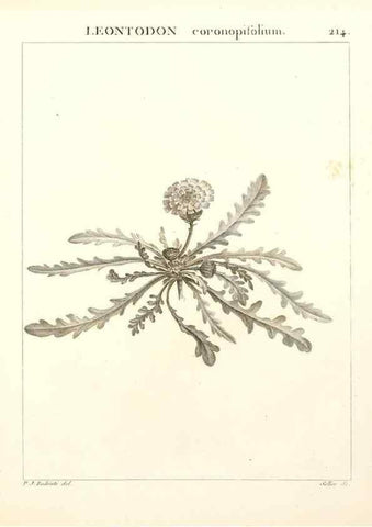 Reproducción/Reproduction 9298219625: Flora Atlantica, sive, Historia plantarum quae in Atlante, agro Tunetano et Algeriensi crescunt /. Parisiis :Apud Blanchon,1800.
