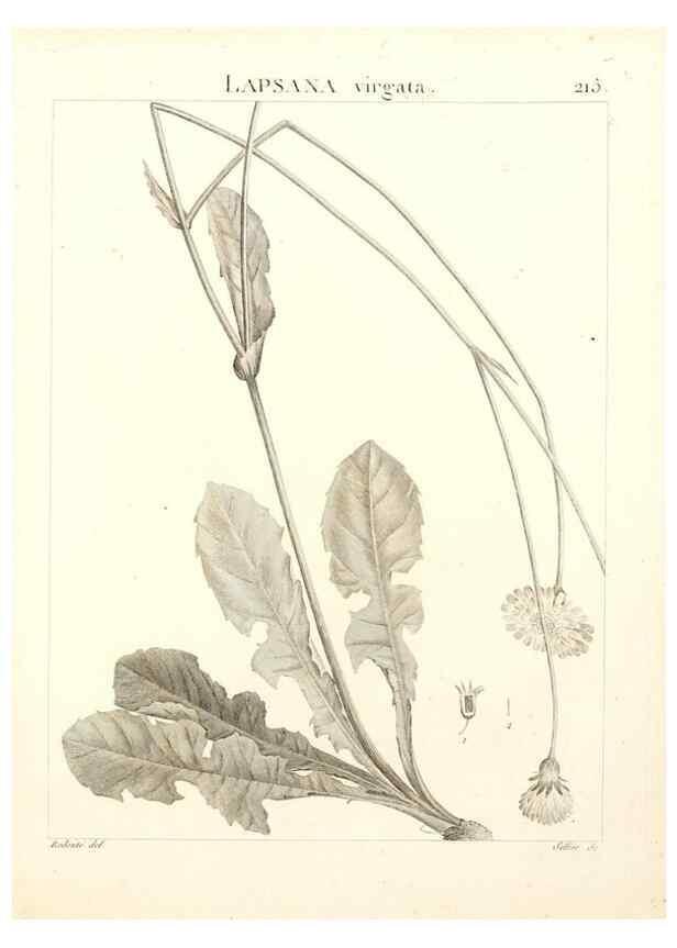 Reproducción/Reproduction 9301003038: Flora Atlantica, sive, Historia plantarum quae in Atlante, agro Tunetano et Algeriensi crescunt /. Parisiis :Apud Blanchon,1800.