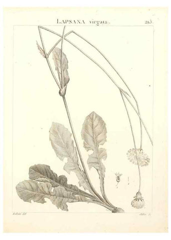 Reproducción/Reproduction 9301003038: Flora Atlantica, sive, Historia plantarum quae in Atlante, agro Tunetano et Algeriensi crescunt /. Parisiis :Apud Blanchon,1800.