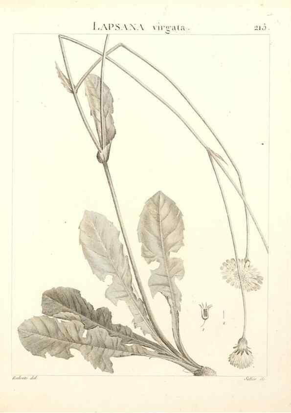 Reproducción/Reproduction 9301003038: Flora Atlantica, sive, Historia plantarum quae in Atlante, agro Tunetano et Algeriensi crescunt /. Parisiis :Apud Blanchon,1800.